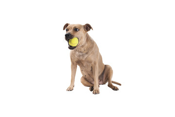sweet stafford dog sitting with tennis ball in mouth, isolated on white background