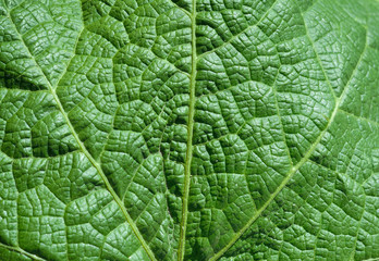 Close up green leaf texture