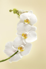 Naklejka na ściany i meble beautiful white orchid flowers