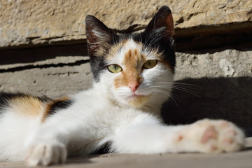 a black white red cat sitting on the stone