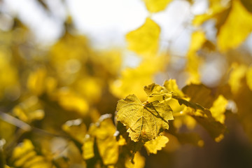 Autumn yellow leaves background