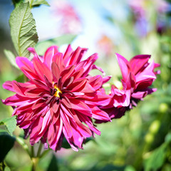 chrysanthemum flowers