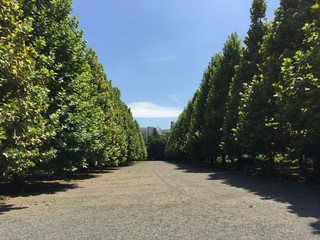 夏の並木道