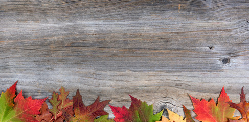 Vibrant autumn maple and oak leaves on rustic wood