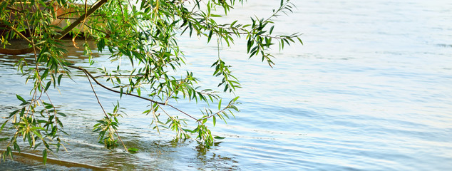 Panorama of water and tree. Beautiful nature