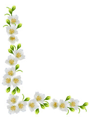 Fototapeta na wymiar White jasmine flower.