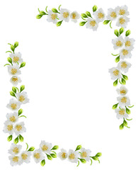 White jasmine flower.