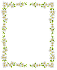 White jasmine flower.