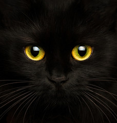 Cute muzzle of a black cat