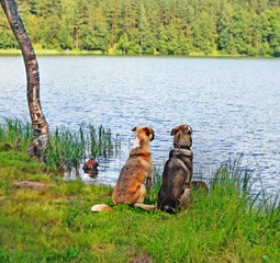 Two dogs sit on  bank of lake