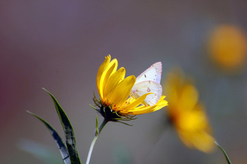 Cabbage butterfly