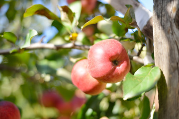 Two red apples on apple tree branch