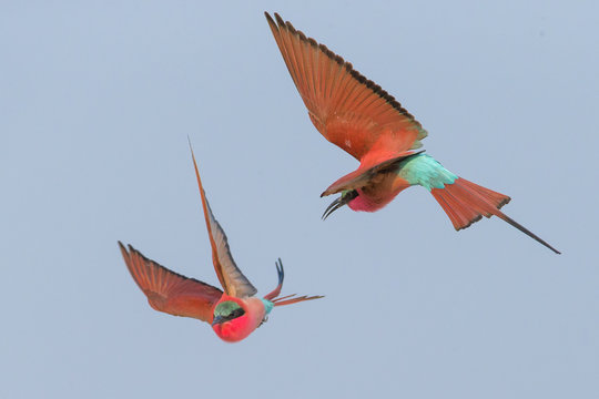 Carmine Bee Eaters in Flight / Scharlachspinte im Flug