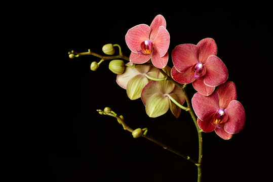 Dark red orchid on a black background