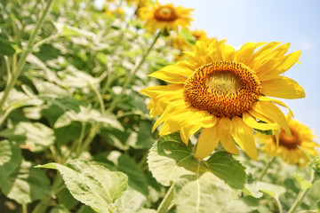 Close-up of sun flower against a blue sky. Warm tones.