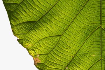 Green Teak leaf