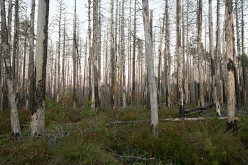 Autumn scene from a burnt pine forest in sweden