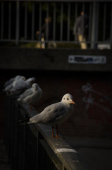 möwen warten in Spot-licht
