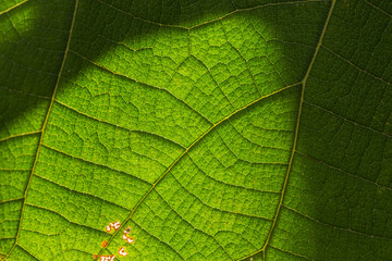 Green Teak leaf