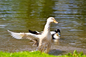 Mallard, Wild Duck, Anas platyrhynchos in motion near the water
