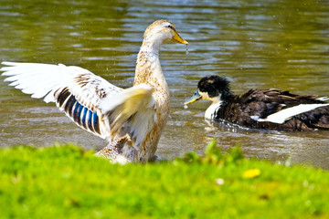 Mallard, Wild Duck, Anas platyrhynchos in motion near the water