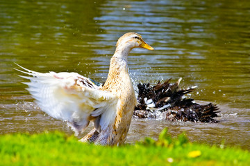 Mallard, Wild Duck, Anas platyrhynchos flying and swimming in the water
