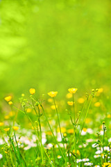 abstract background of spring grass and flowers