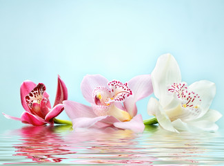 beautiful romantic orchid flower background reflected in water