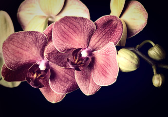 Fototapeta na wymiar Dark red orchid on a black background
