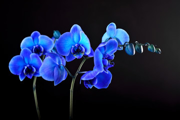 Blue orchid flower on black  background