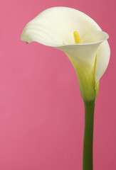 Calla Lily Flower on a Pink Background shot in Studio