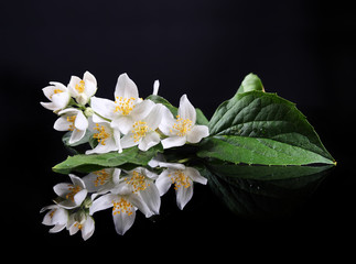 Beautiful Fresh Jasmine Flower and Reflection over Black