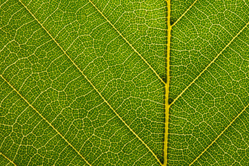 Fall Leaves close up