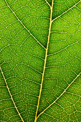 Fall Leaves close up