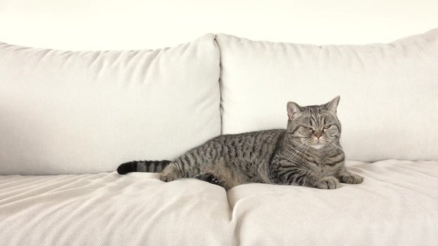 Cat relaxing on white sofa in living room