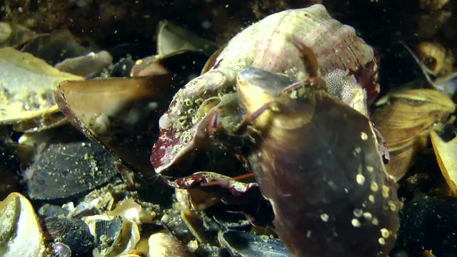 Hermit crab (Clibanarius erythropus) explores the empty shell of mussel.
