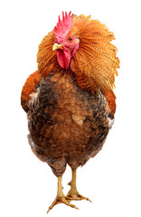 Colorful Rooster isolated on white background . Symbol 2017