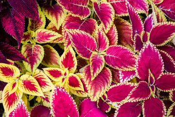 Colourful Coleus blumei (Plectranthus scutellarioides) plants - 122809617