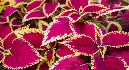 Colourful Coleus blumei (Plectranthus scutellarioides) plants