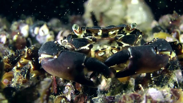 Marbled rock crab (Pachygrapsus marmoratus) is trying to crush by its claws the little conch of mussel.
