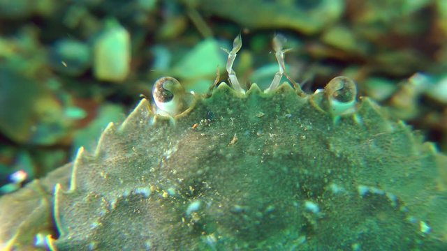 The antennae and eyes of Swimming crab, close up.
