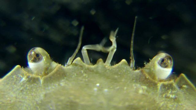 The antennae and eyes of Swimming crab, extreme close-up.
