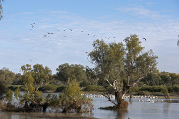 Pelicans on Cooper Creek, South Australia
