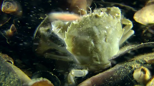 Swimming crab catches floating polychaetes (Nereis sp.) during their spawning season.

