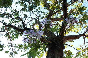 Fototapeta premium Flor Orquídea