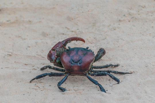 Abstract soft blurred and soft focus the Ricefield crab walking on the white sand background in the rice paddy fields in Thailand.The local food in Thaiand.( By the natural light in the dark.)