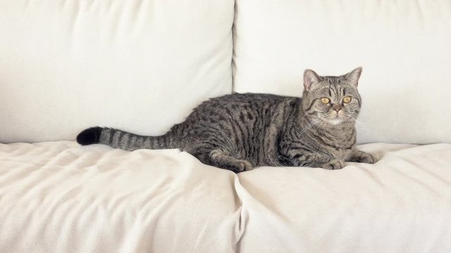 Cat relaxing on white sofa in living room