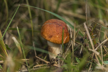 Orange birch bolete in green grass