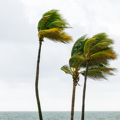 Palm trees in tropical storm, Fort Lauderdale, USA © TasfotoNL