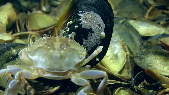 Swimming crab tries to get out the meat of the shell of mussel, medium shot.

